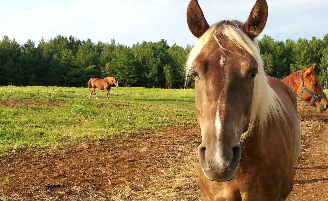 Horses in a field