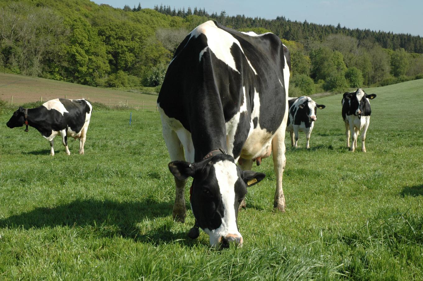 A group of cows peacefully grazing in a lush green field.