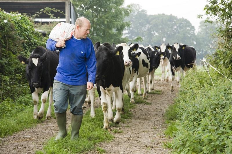 Image of man with cows behind him